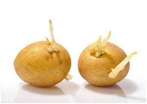 Sprouted potato